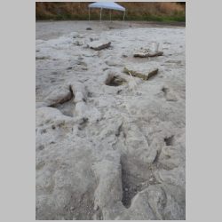 DSCN0550cr Adult sauopod.jpg